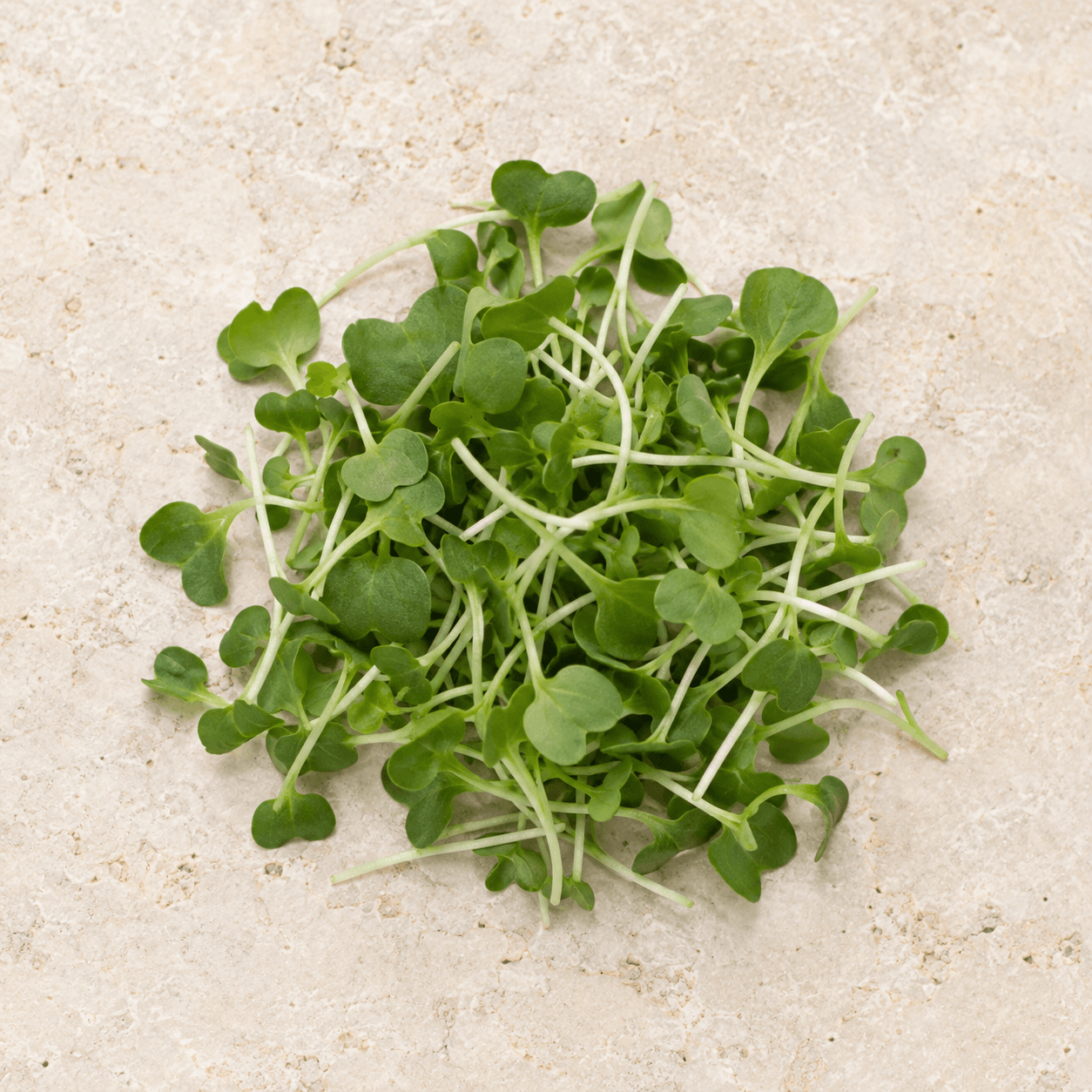 Arugula microgreens