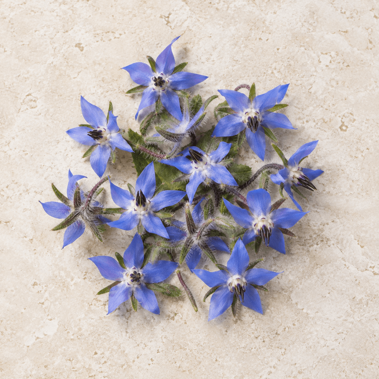 Borage flowers