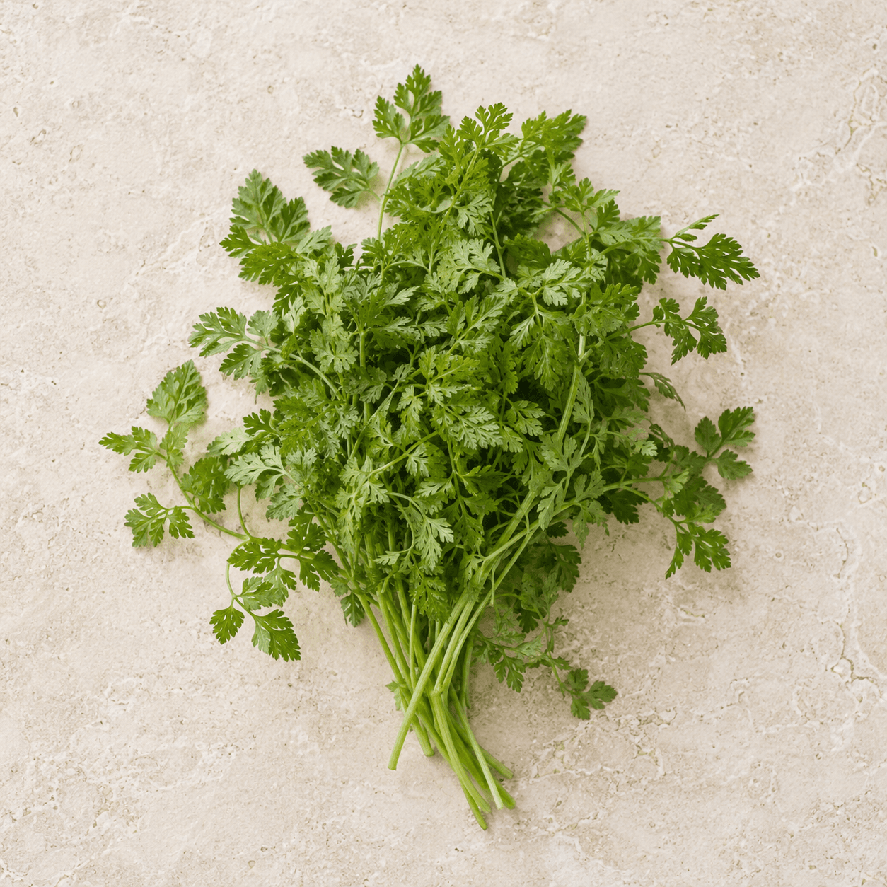Chervil