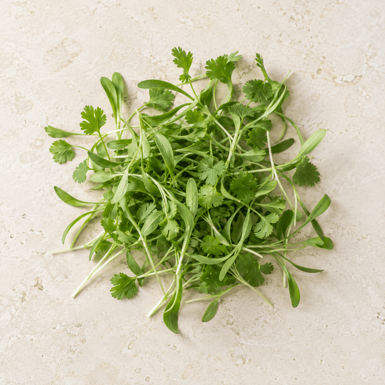 Coriander microgreens