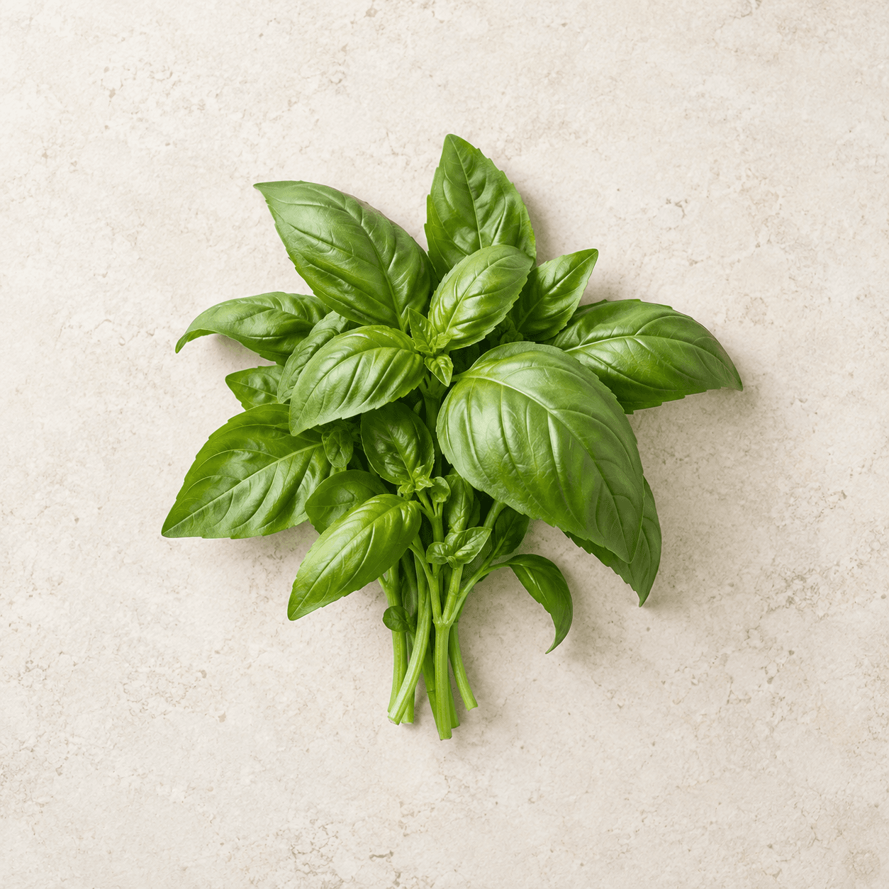 Sweet basil