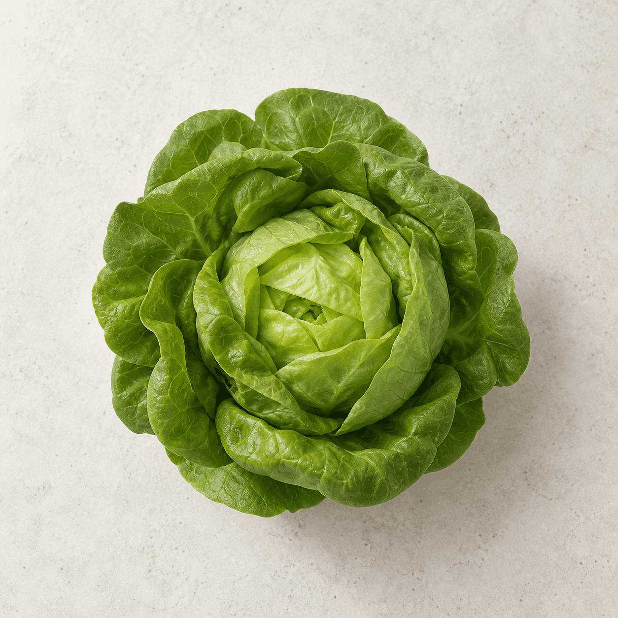 Butterhead lettuce