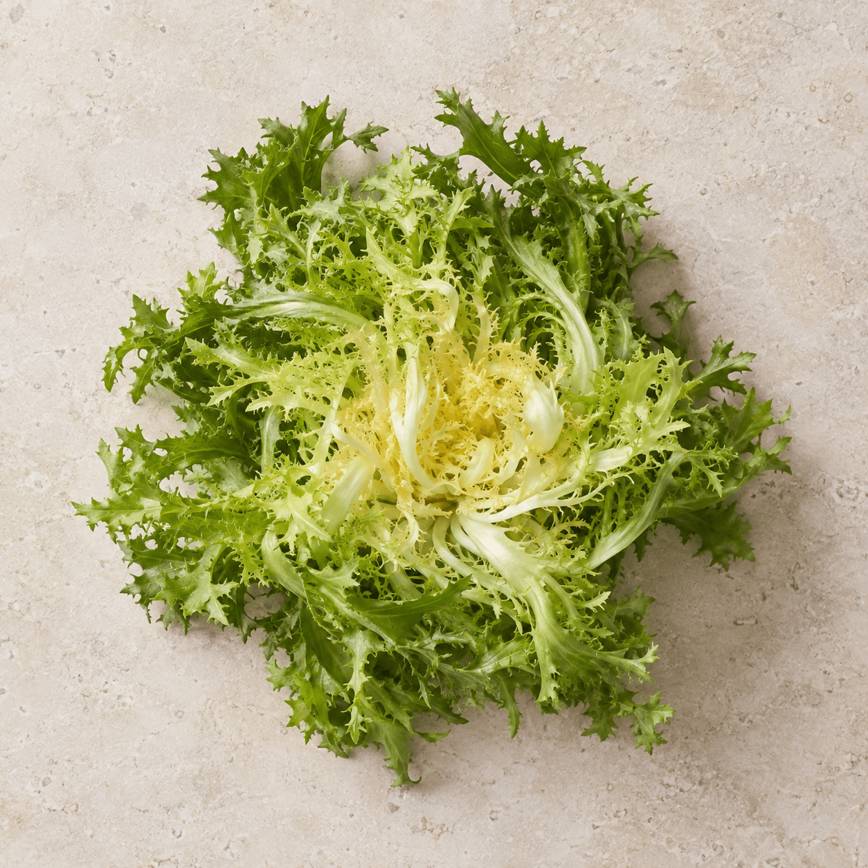 Endive