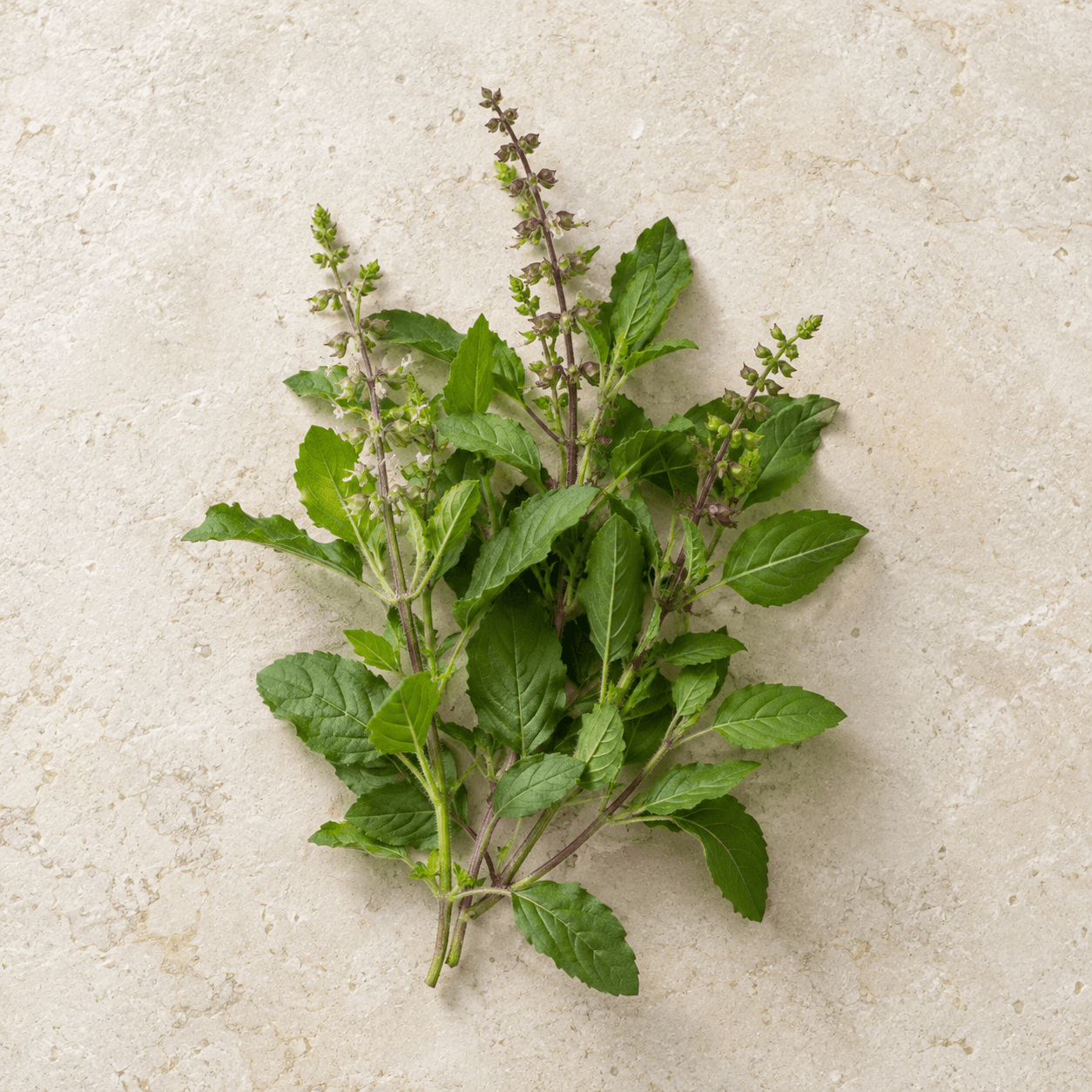 Holy basil
