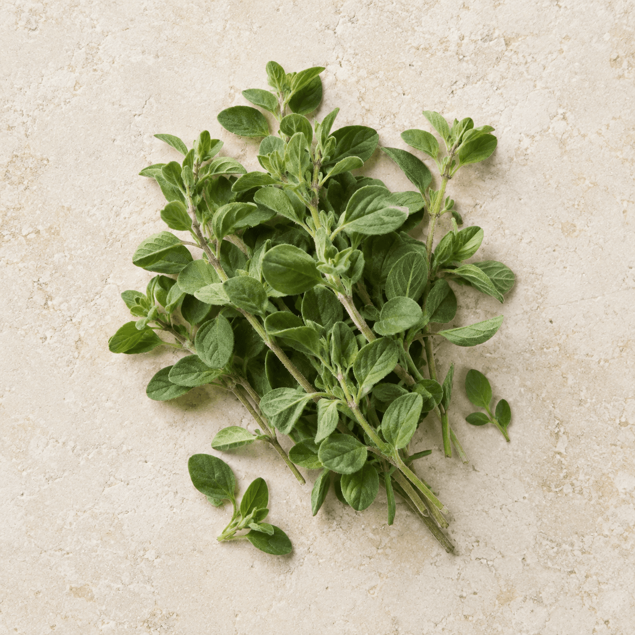 Marjoram