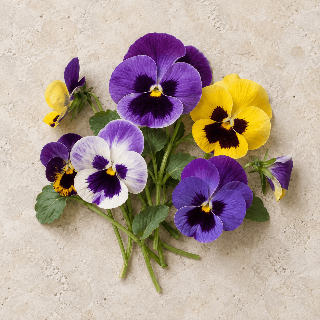 Pansy flowers