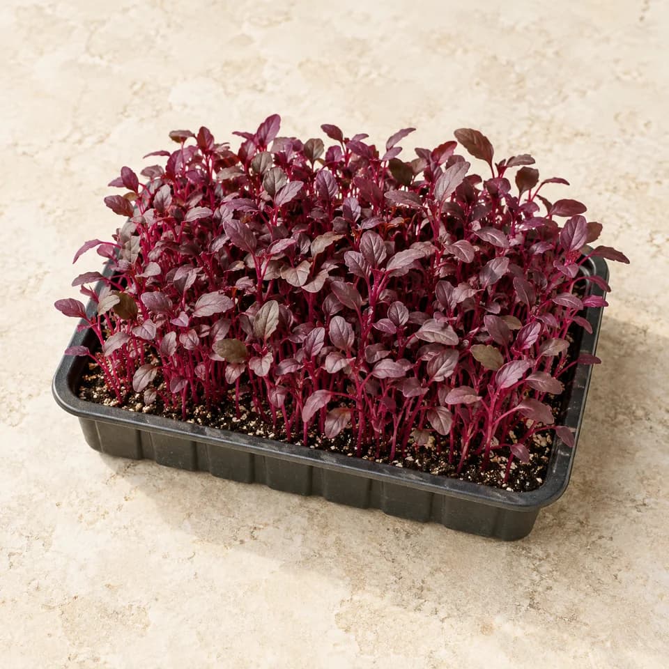 Red amaranth microgreens · Live tray