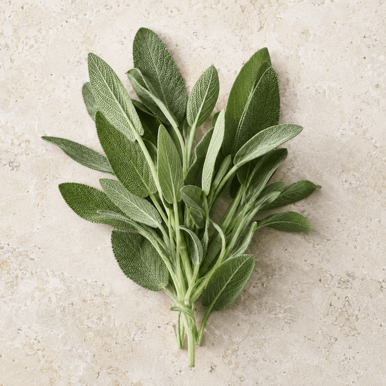 Sage