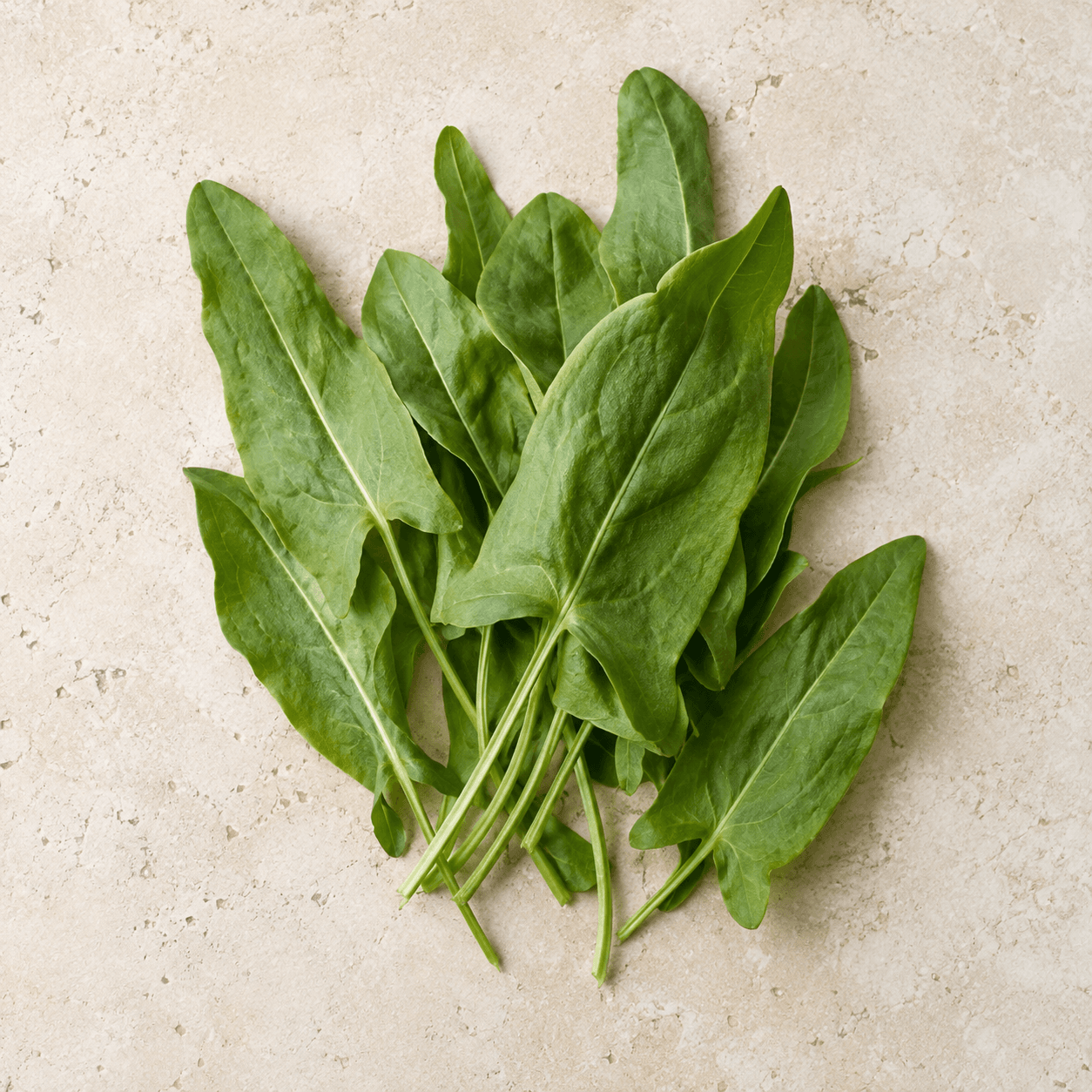 Sorrel