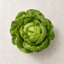 Lettuce