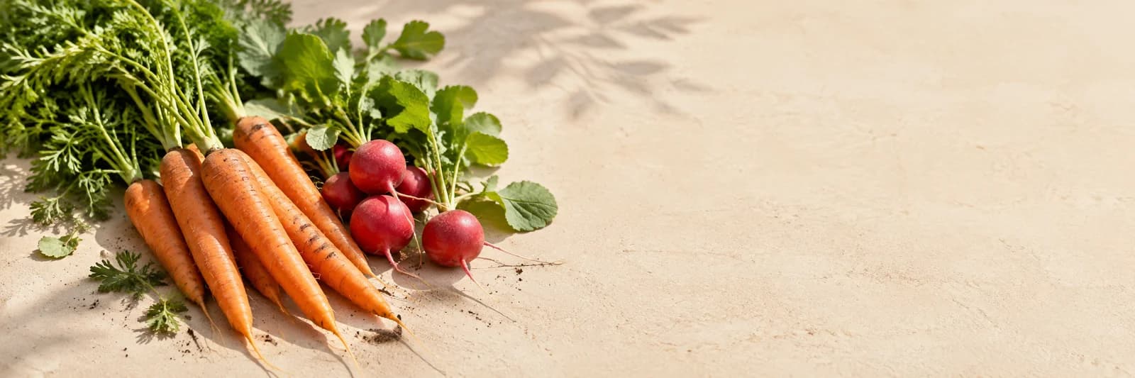 Carrots & radishes on a cream background